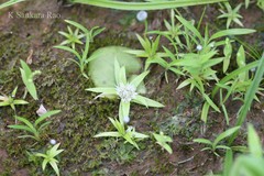 Eriocaulon epedunculatum